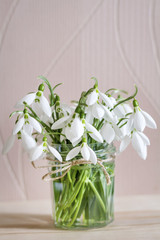 Beautiful snowdrops flowers in small glass decorative vase.Spring background