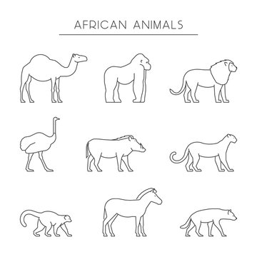 Vector line set of african animals. Outline dromedary, gorilla and lion. Line icon ostrich, warthog and leopard. Linear zebra, lemur and hyena. Linear silhouettes african animals isolated.