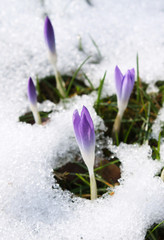 close photo of light purple blooms of crocuses in the snow in early spring