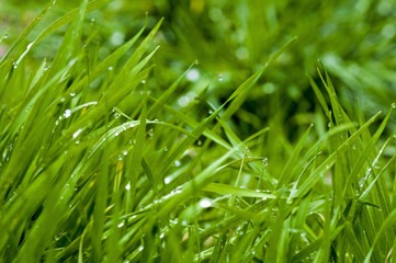On the green grass dew drops 