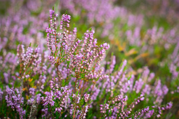 Blooming heather in the forest, DOF