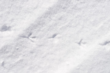 Fototapeta na wymiar bird traces in snow
