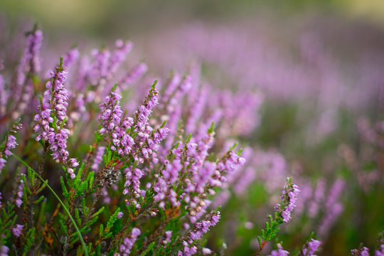 Blooming heather in the forest, DOF