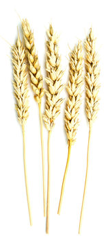 wheat ears on white