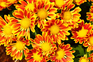 Yellow and orange flowers for pattern