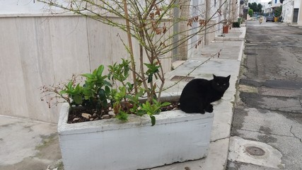 Gatto nero su un vaso