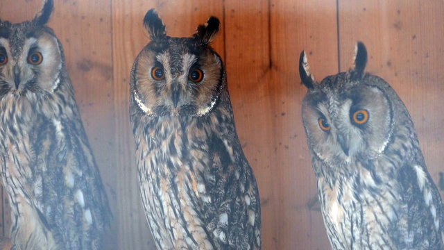 Three owls and three characters