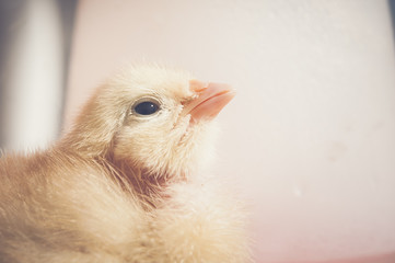 Bébé poussin