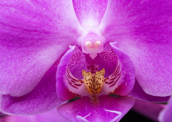 Close up of Pink streaked orchid flower