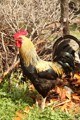 Portrait of a cock 