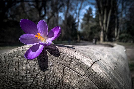 Spring is here #3