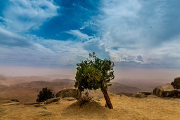 Lonesome Tree with an endless scenic view of rocky desert land a