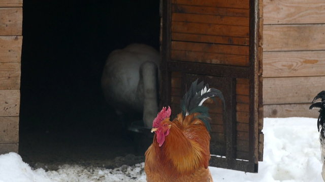 Brown Rooster Pecks in The Snow