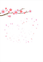 Branch of sakura with flowers. Cherry blossom branch with petals