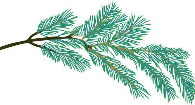 pine tree one blue branch isolated illustration