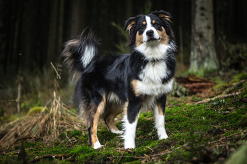 AustralianShepherd is watching you