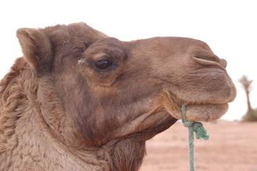 Kamel in Marokko