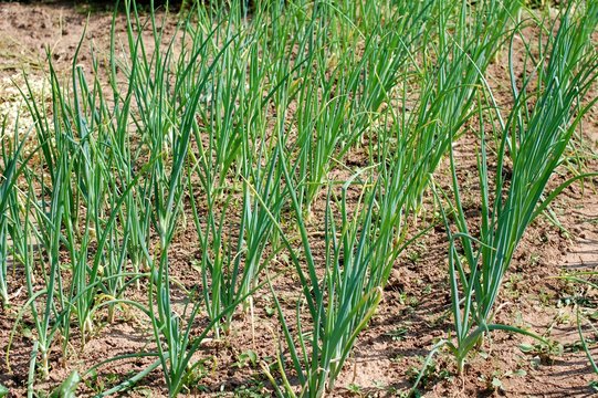 Onion seedbed in the soil