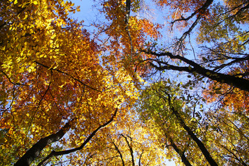Multi-colored leaves on sky background