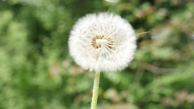 Blowball dandelion seed head flying from flower on green natural background slow motion 1080p FullHD video - Taraxacum plant seed head blowing in slow-mo HD 1920X1080 footage 