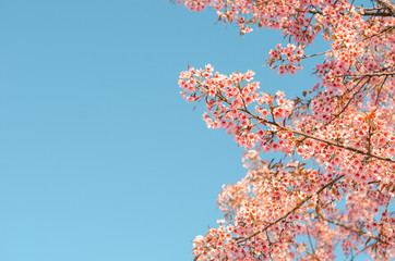 Close up Sakura Cherry Blossom, Spring, copy space.