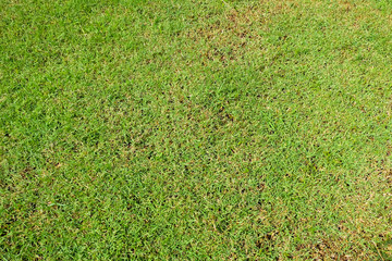 Green grass background texture