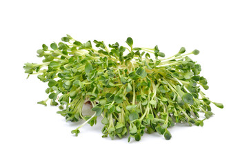 heap of alfalfa sprouts  on white  background