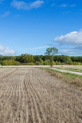 Fototapeta premium field of dry stalks. gray background image. Field after harvest.