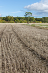 Fototapeta na wymiar field of dry stalks. gray background image. Field after harvest.