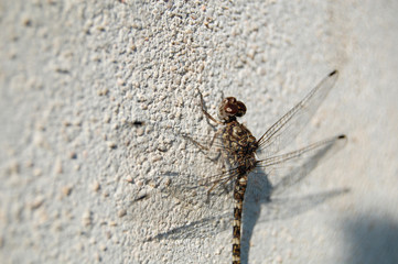Dragonfly Camouflage