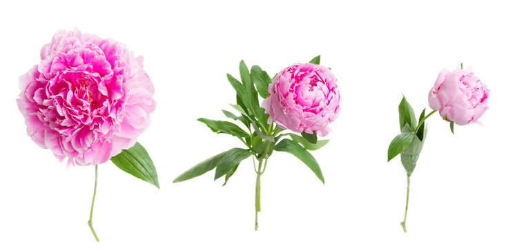 Fototapeta pink   peony flowers 