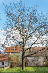 Fototapeta na wymiar Walnut tree at the countryside