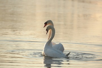 Naklejka premium Swans on the lake at sunrise