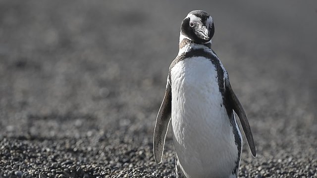 patagonia penguin
