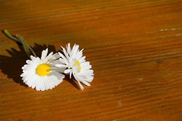 Fototapeta premium Gänseblümchen