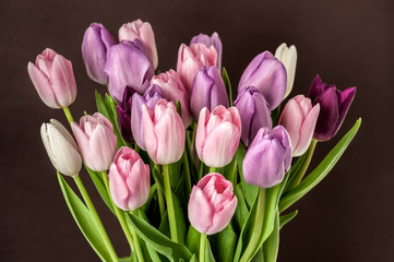Colorful tulips close-up
