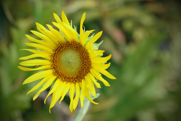 Single yellow sunflower for pattern