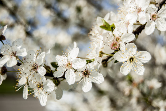 Soft Wallpaper Cherry blossoms