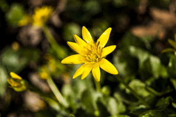 Obraz premium Yellow Central Flovers