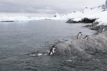 Gentoo Penguins comming up from the sea, Antarctica. 