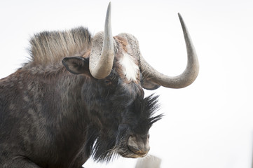 Portrait de gnou