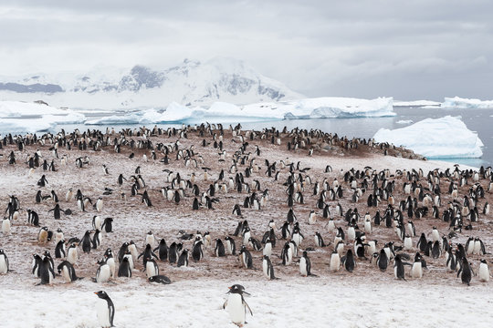 Gentoo Penguin colony, Antarctica. 