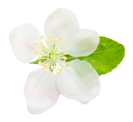 Fototapeta na wymiar Apple tree blossom