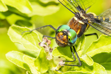 Naklejka premium close up of dragonfly on green leaves background
