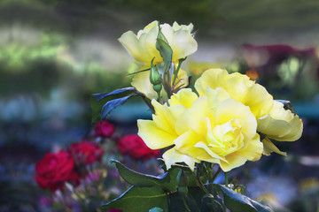 Red yellow roses