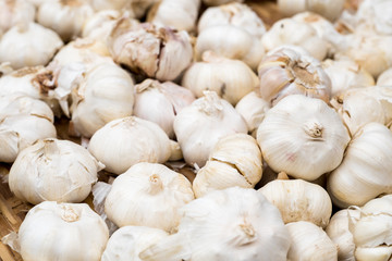 Garlic , Fresh garlic , Garlic group