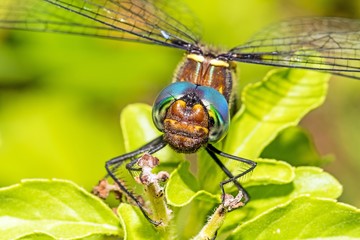 close up of dragonfly on leaf - background
