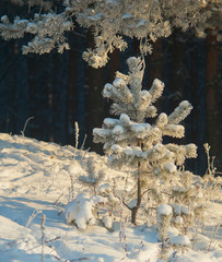 pine tree in the snow