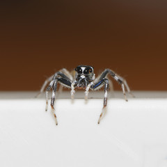 Thailand spider for pattern