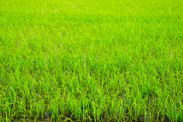 Paddy jasmine rice farm in Thailand